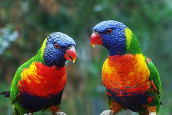 Parrots talking