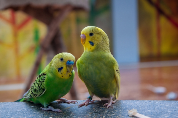 parakeets