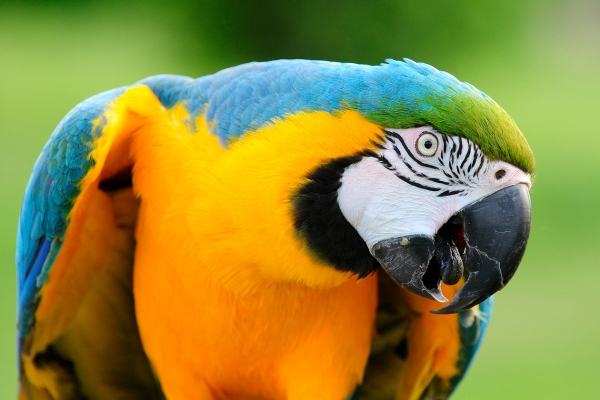 talking macaw Parrot