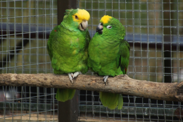 two Parrots talking 