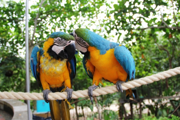 two Parrots talking