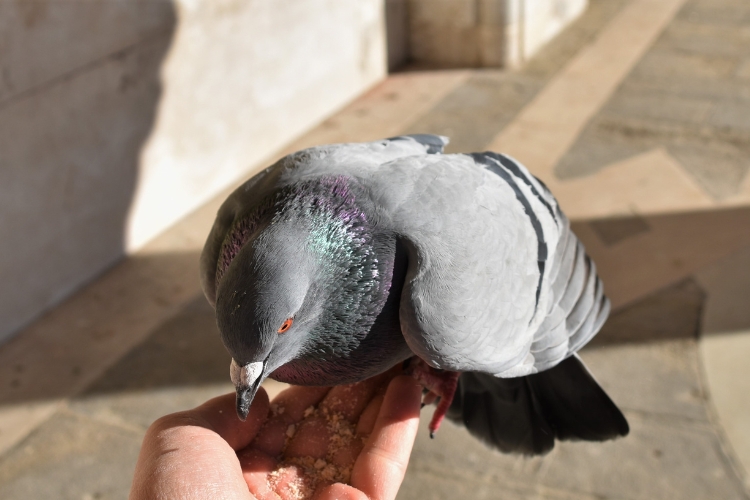 Feeding Doves