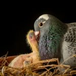 Feeding Pet Doves