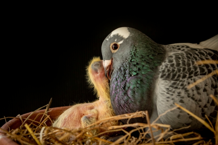 Feeding Pet Doves