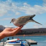 New Dove sitting on hand