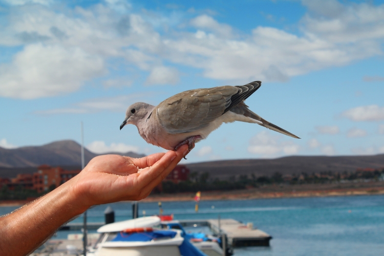 New Dove sitting on hand