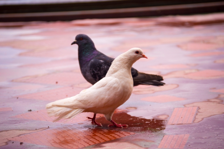 couple of white and black dove