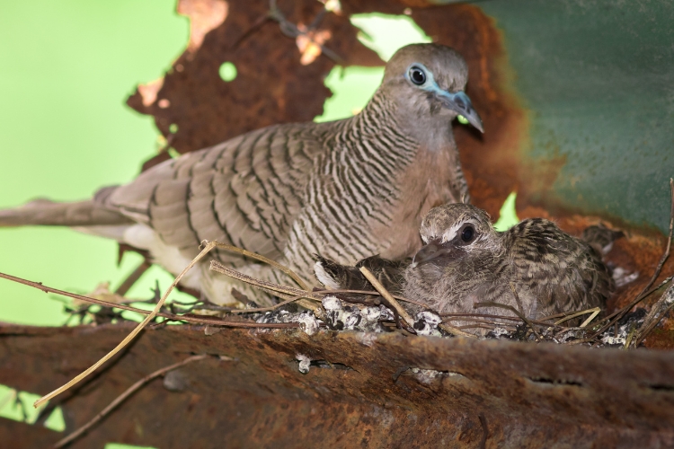 dove nest with babies