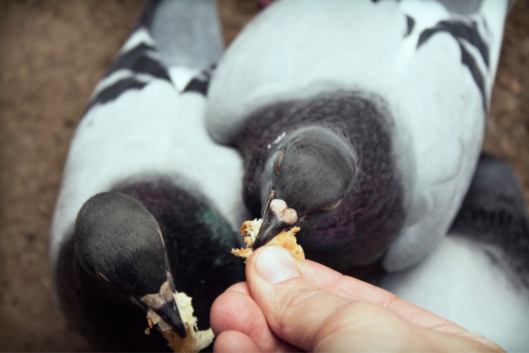 feeding dove