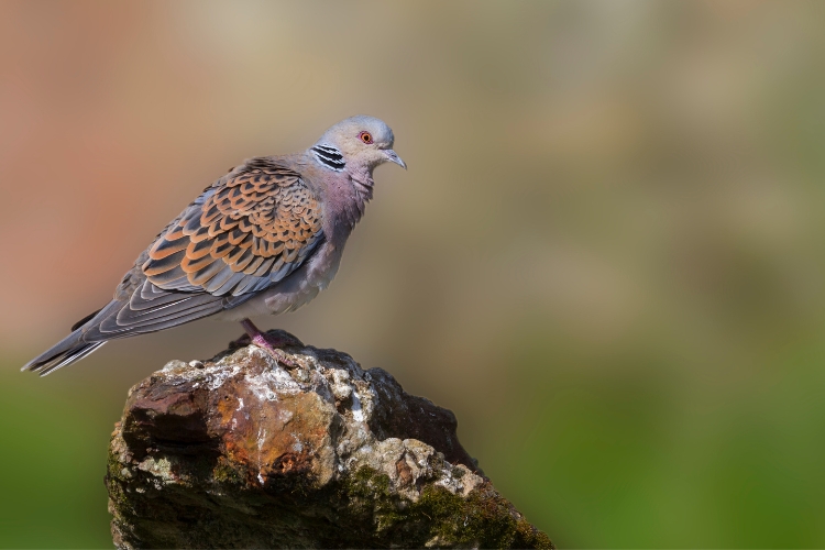 trutle dove