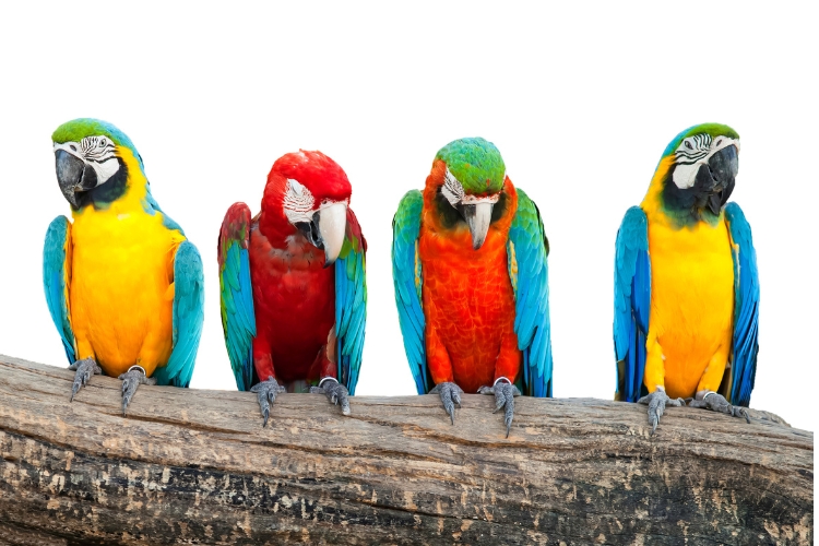 Parrots sitting on tree