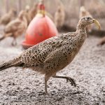 Pheasant on the bird feeding farm