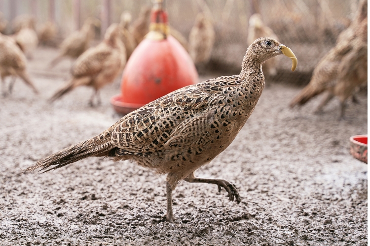 Pheasant on the bird feeding farm