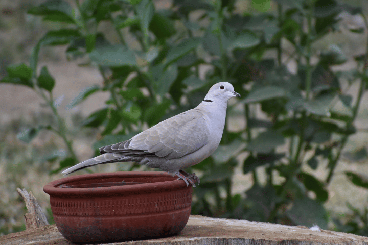 Pigeon History