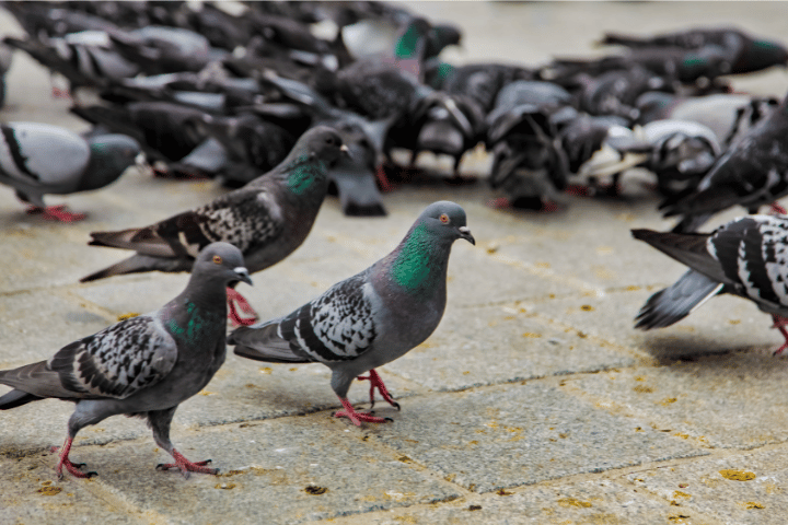 Pigeon Breeds