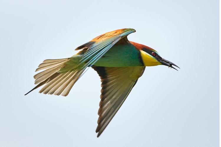 bee eater bird flying