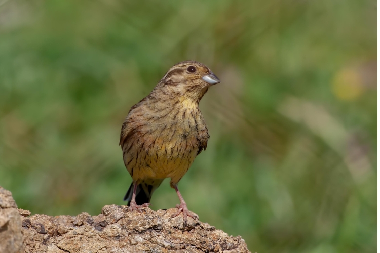 mountain nightingale nature bird breed