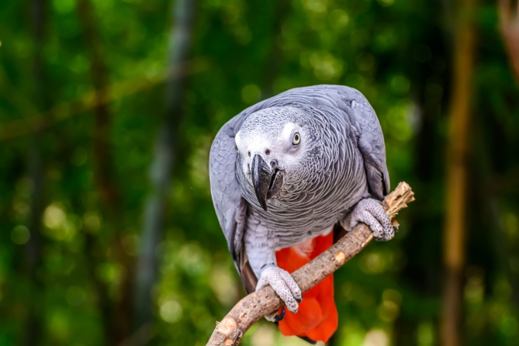 African Grey Parrot