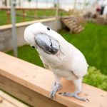 Cockatoo