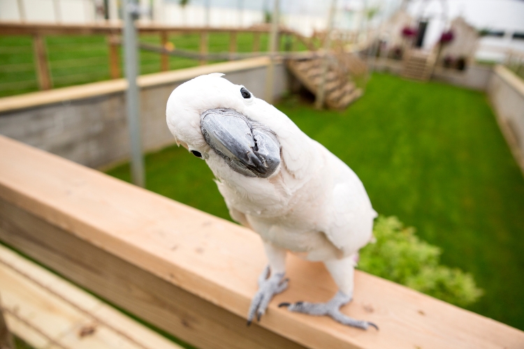 Cockatoo