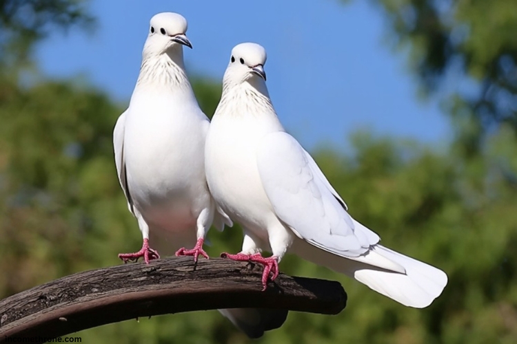 two white Doves