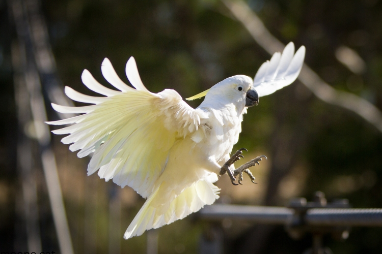 Cockatoo