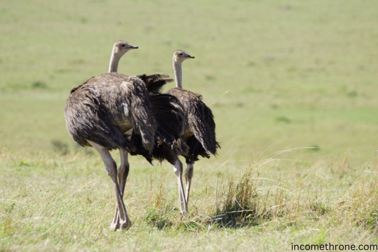 Common Ostrich