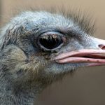 Common ostrich close view