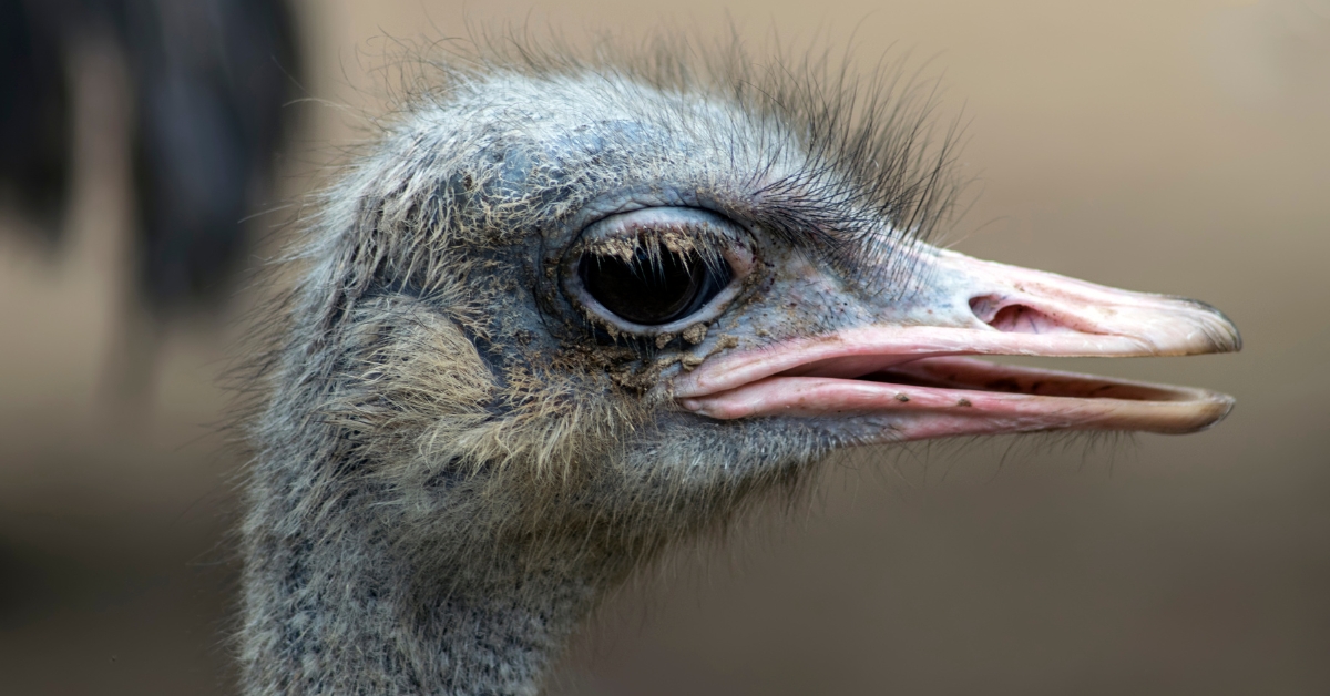 Common ostrich close view