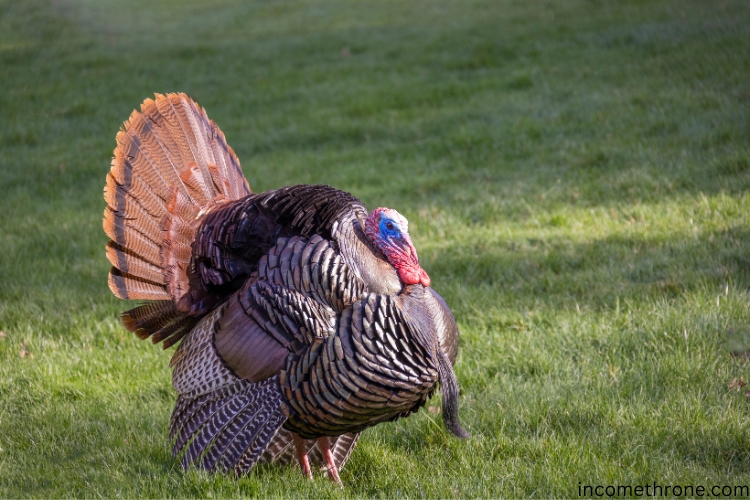 Domestic Turkey