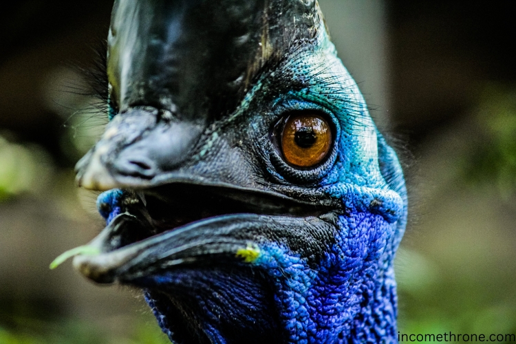 Dwarf Cassowary