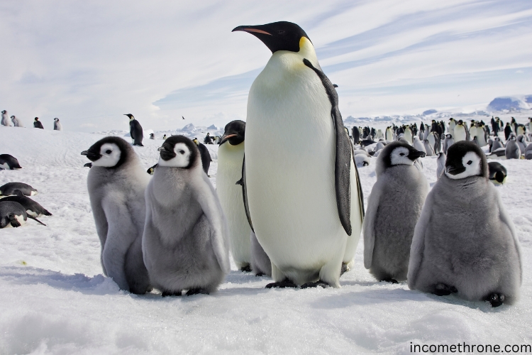 Emperor Penguin