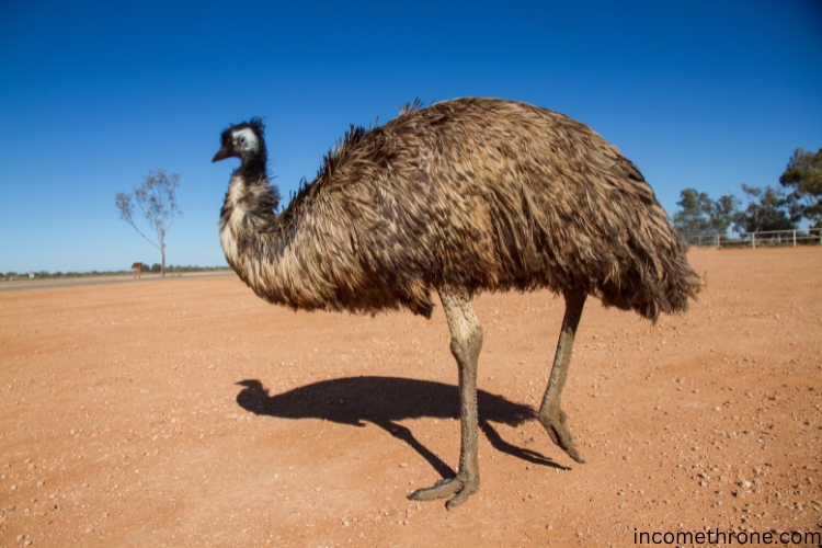 Emu walking