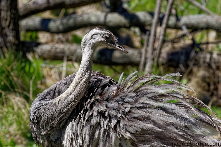 Greater Rhea