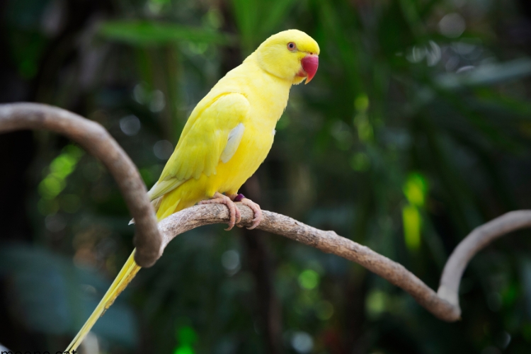 Indian Ringneck Parakeet