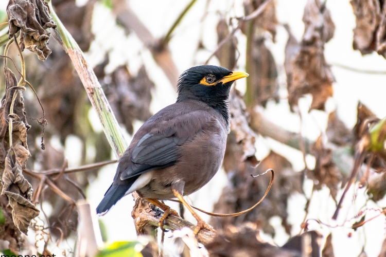 Mynah Bird