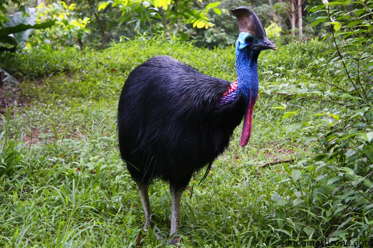 Northern Cassowary