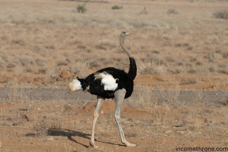 Somali Ostrich