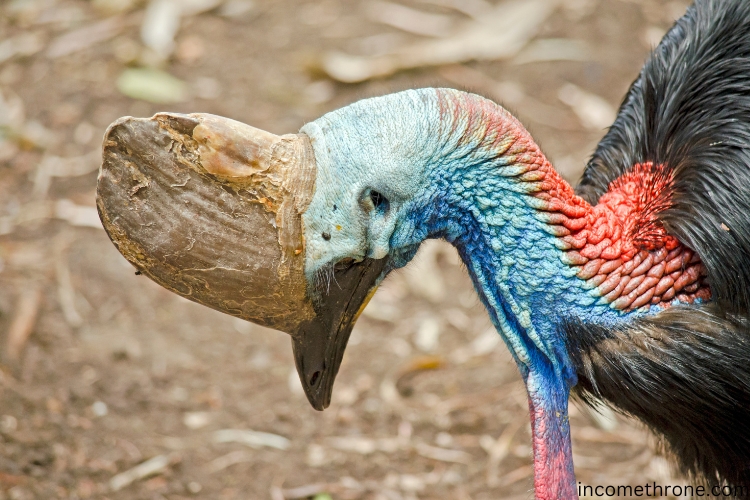 Southern Cassowary