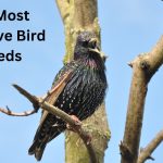 The Most Talkative Bird Breeds