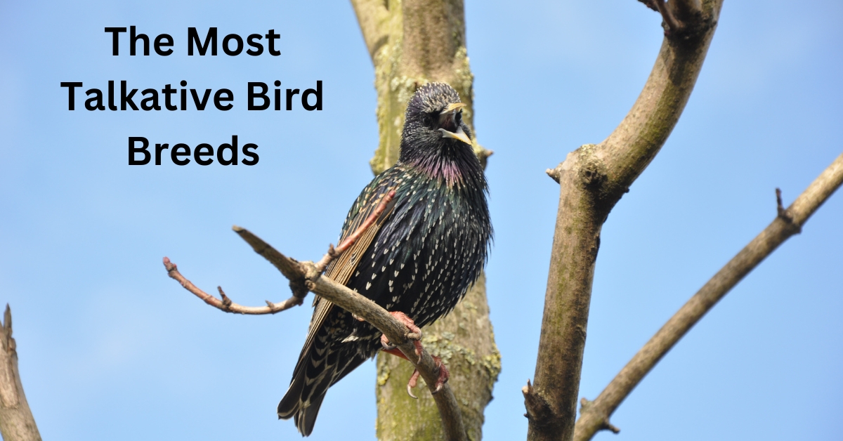 The Most Talkative Bird Breeds