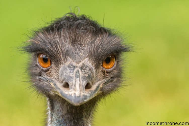 emu close look