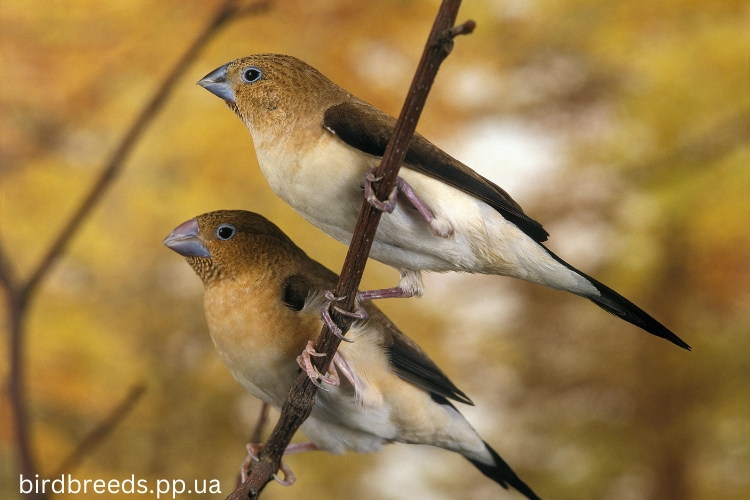 African Silverbill