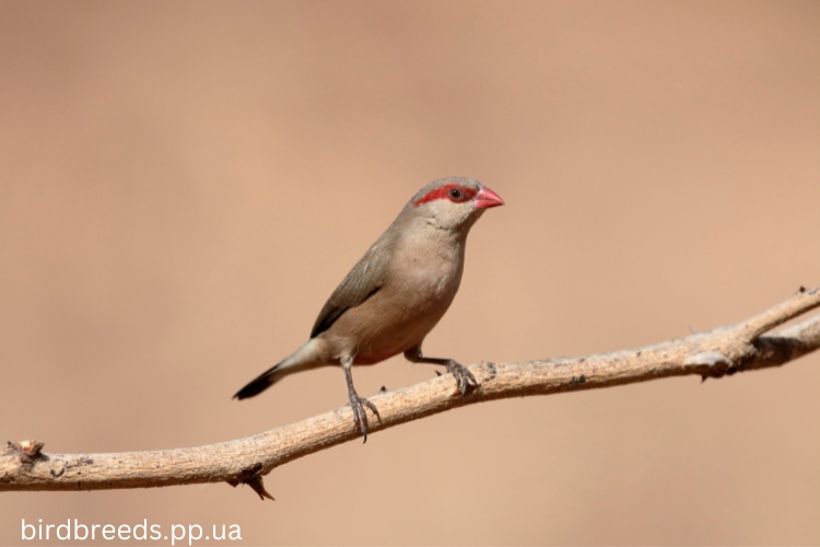 Black-Rumped Waxbill