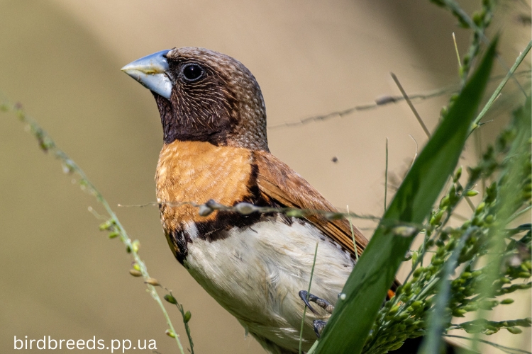 Chestnut-Breasted Mannikin