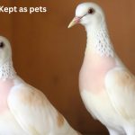 Dove Breeds Kept as pets