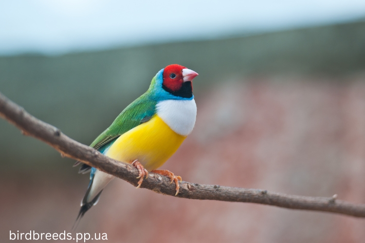 Gouldian Finch