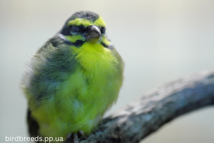 Green Singing Finch