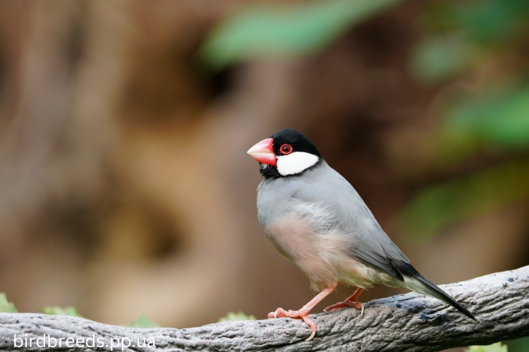 Java Sparrow