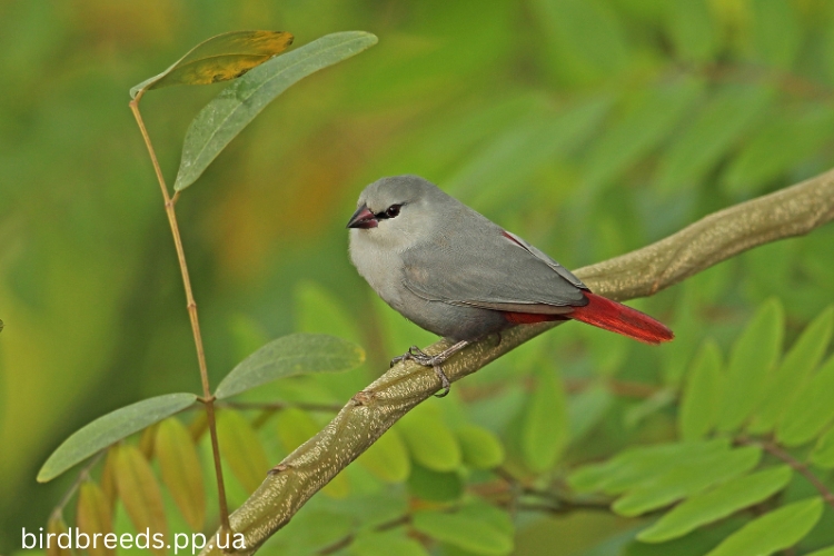 Lavender Waxbill